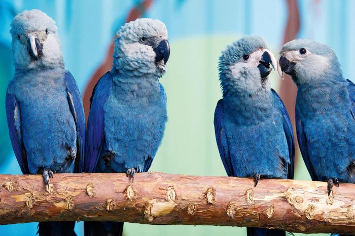 Попугай вида Голубой Ара